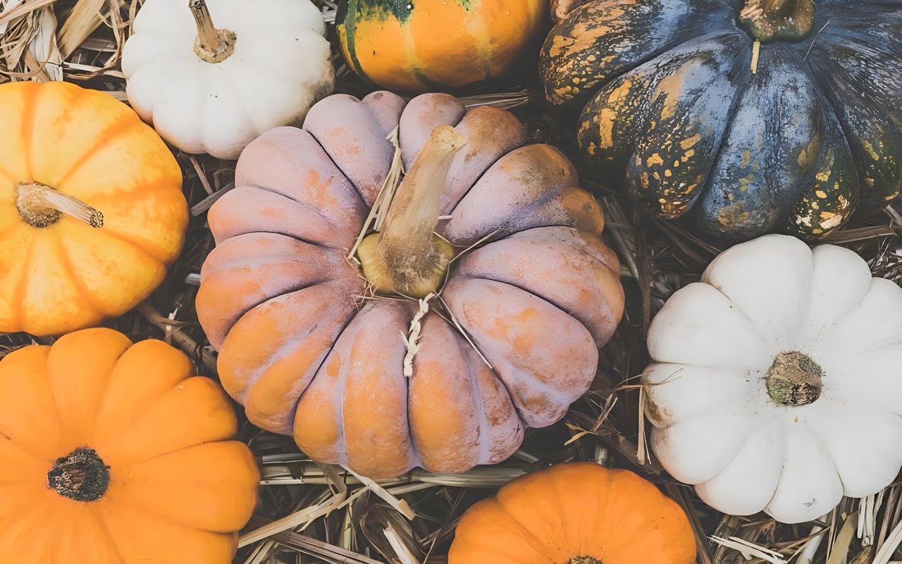 Pumpkin Patch at River Run