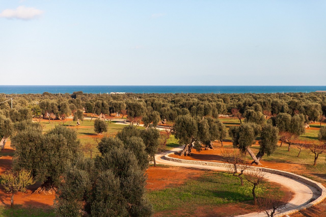 Intimate Villa Surrounded by Olive Trees Near the Town of Fasano