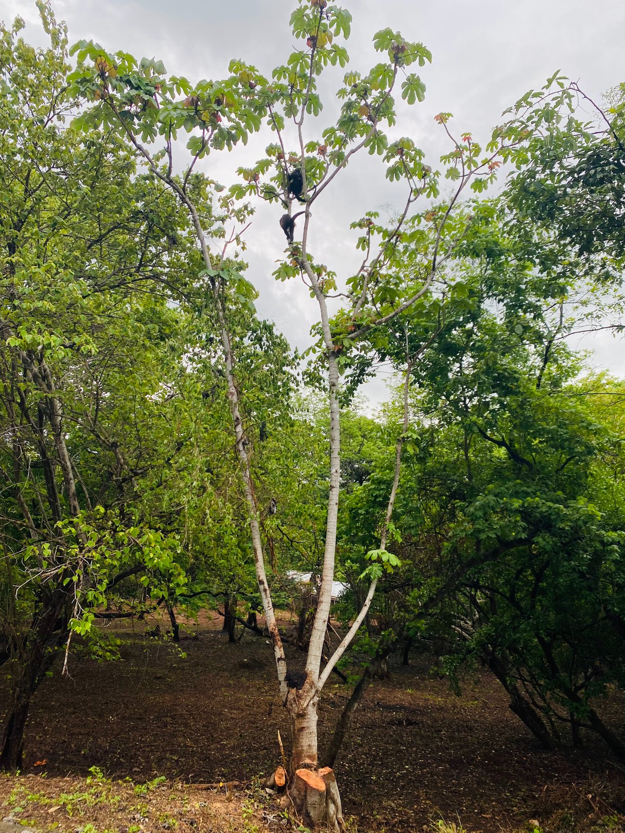 Valle Escondido Development | New Gated Community Near Tamarindo Beach