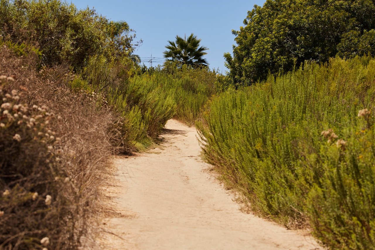 Sandy dirt trail between green and dry brush, with a fan palm and leafy trees ahead under a clear blue sky