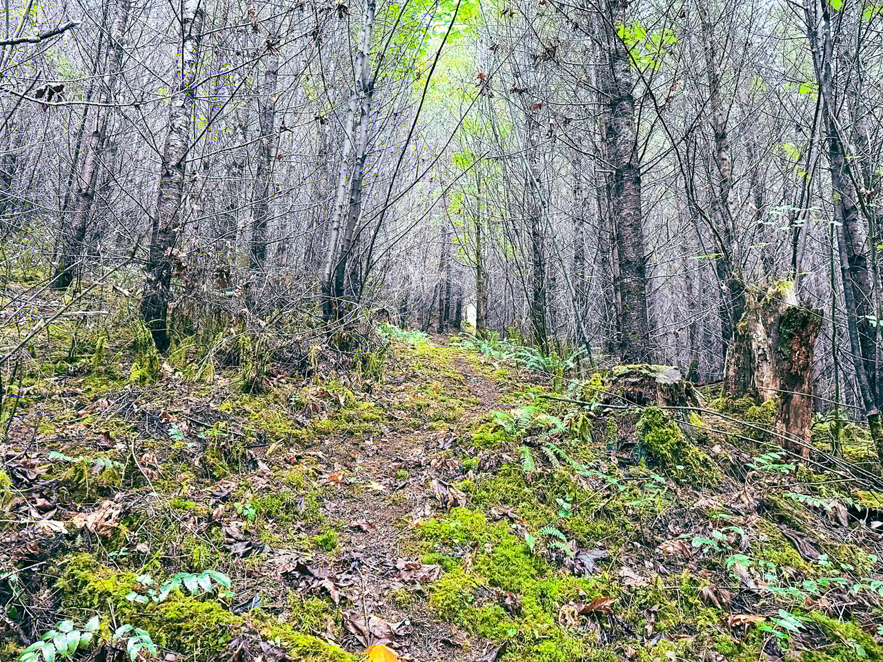 Little Forest