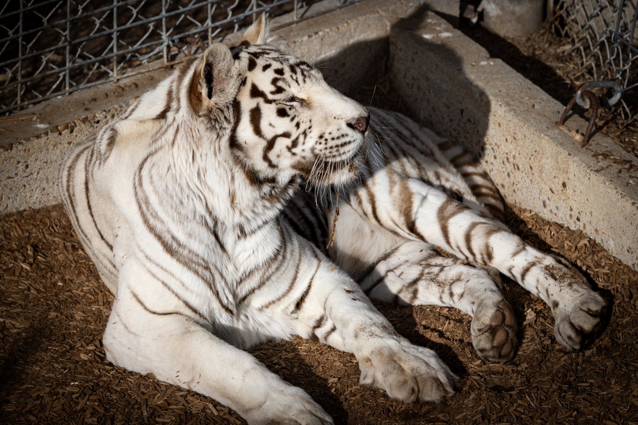 Into the Wild: Monica Breckenridge’s Unforgettable Journey at The Wild Animal Sanctuary Subtitle