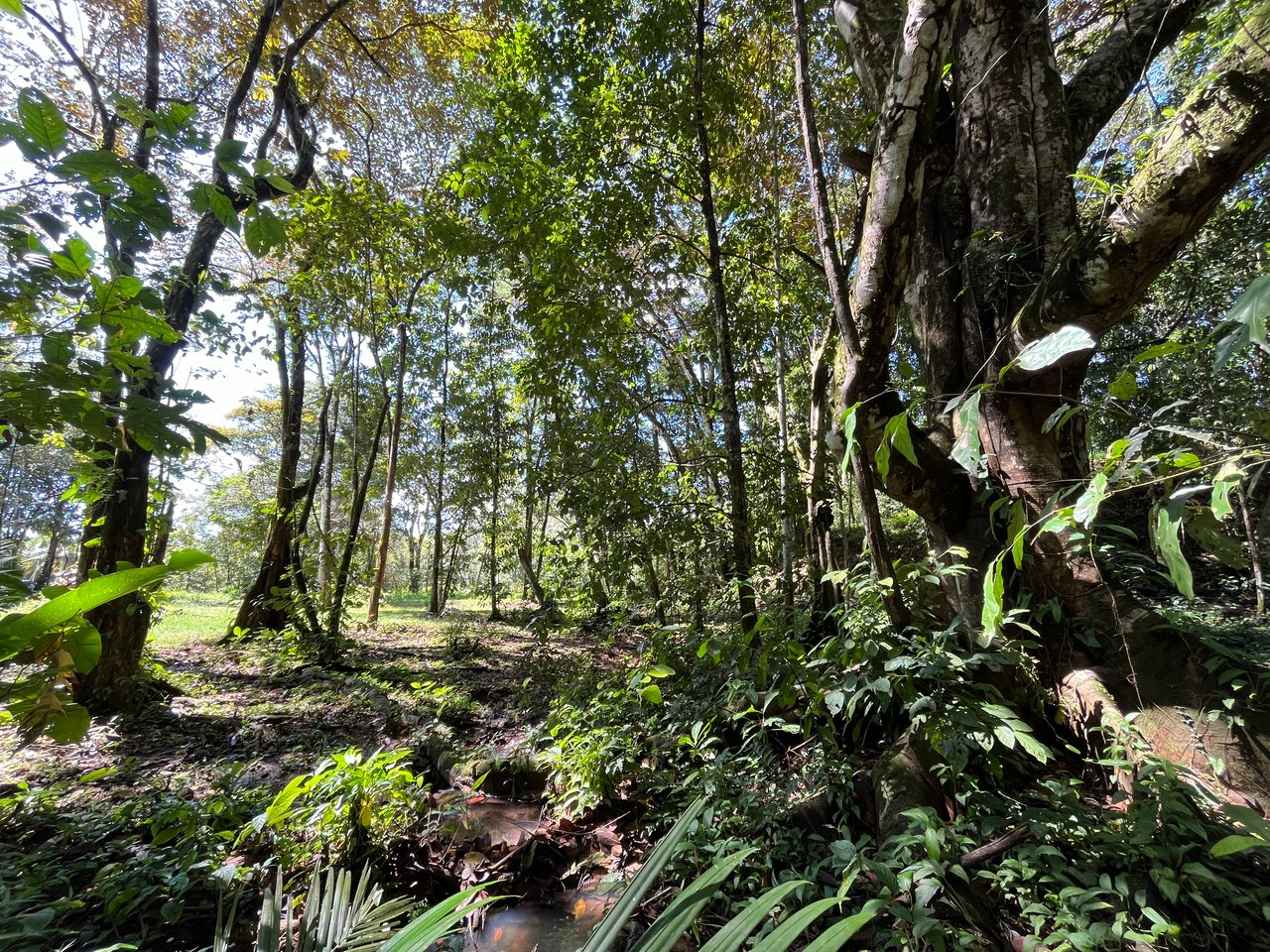 Tortuga Abajo Lot, Just before Ojochal.