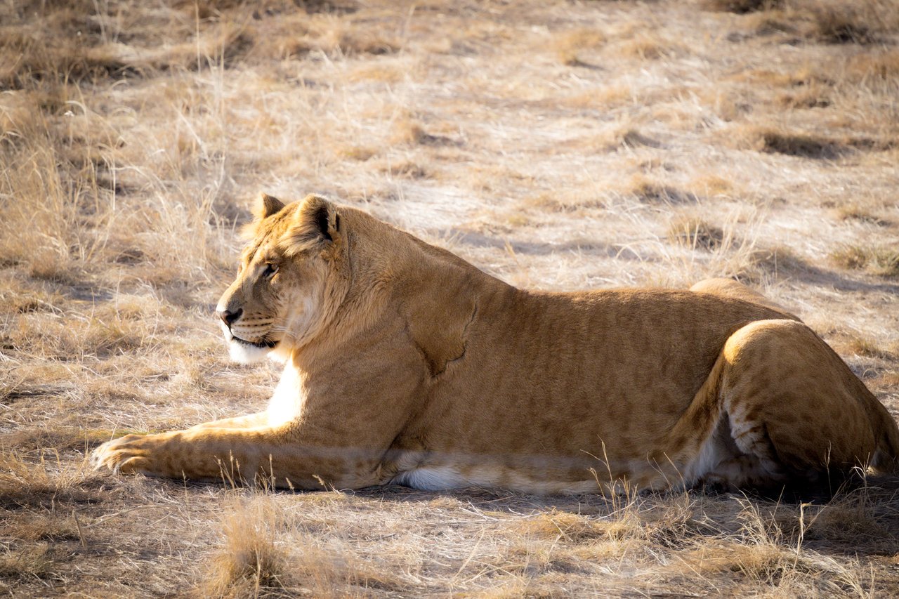 Into the Wild: Monica Breckenridge’s Unforgettable Journey at The Wild Animal Sanctuary Subtitle