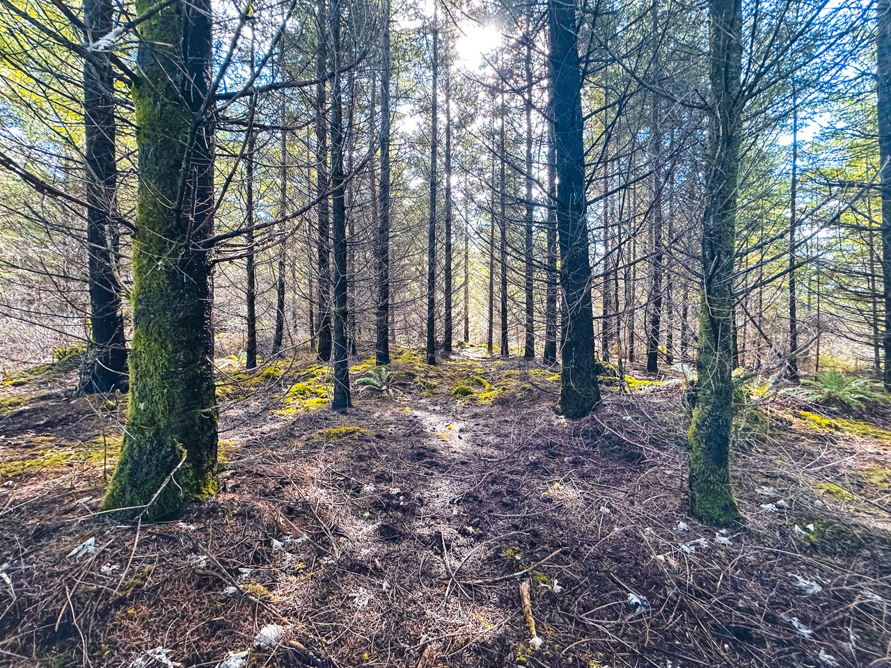 Marion Woods - Auction