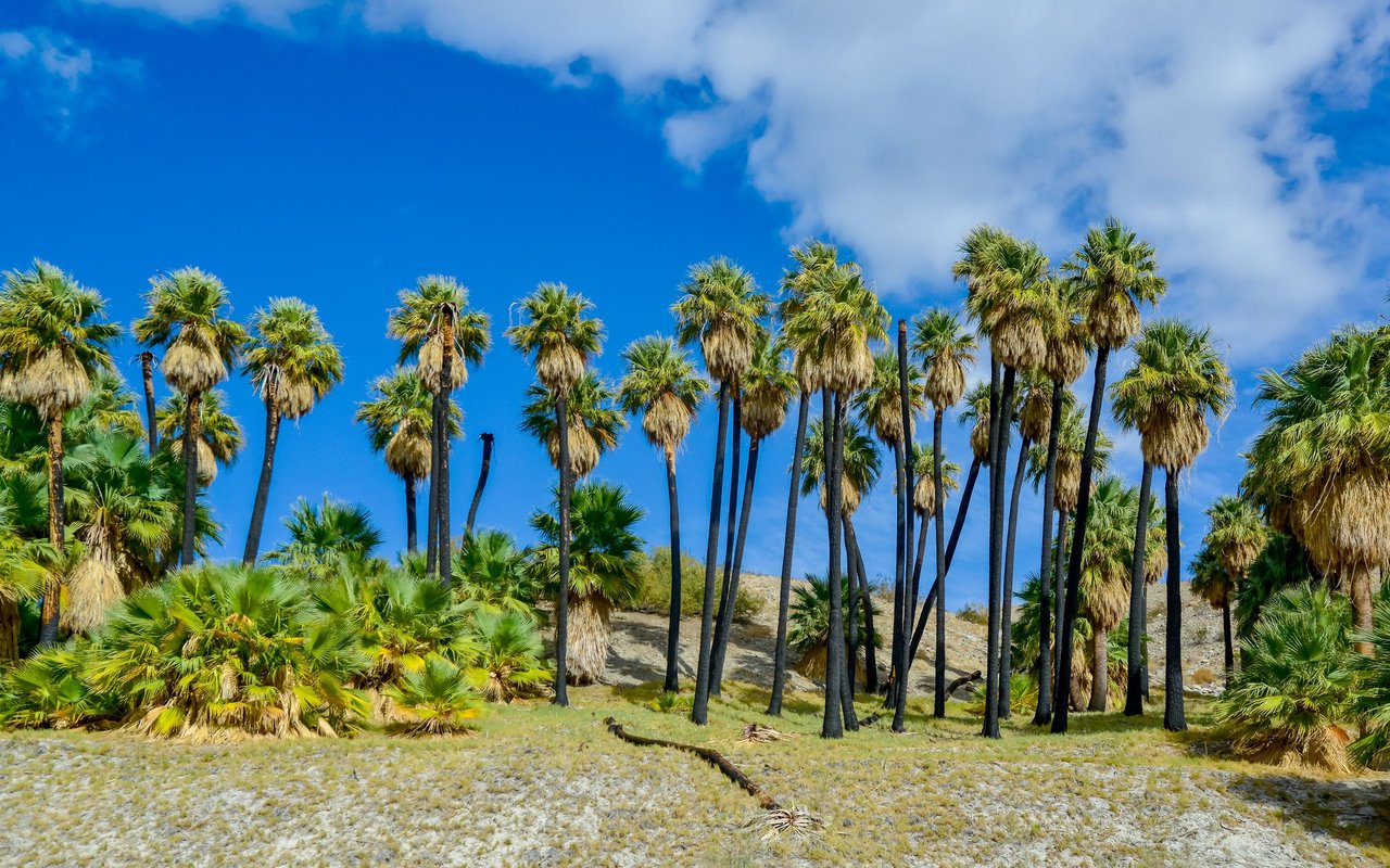 Thousand Palms