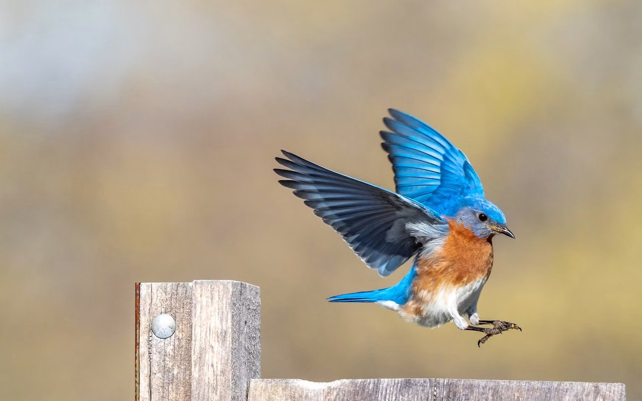Bluebird in flight above a weathered wooden fence