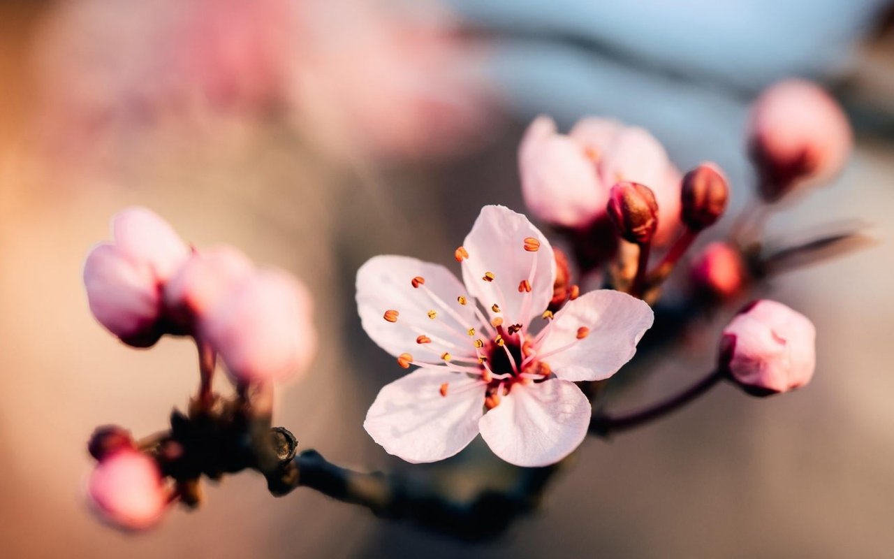 May The Force Be With You! - Forcing Branches