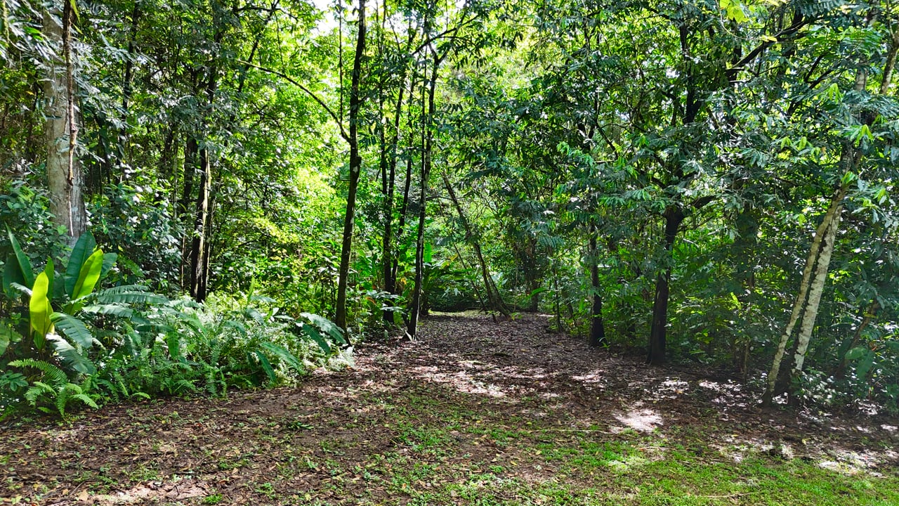 Selva Vista Estate – 5.9 Acres of Wild Beauty