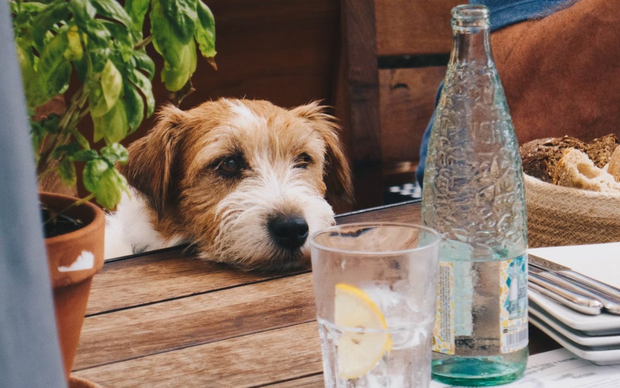 Pet-Friendly Restaurants in Lake Wawasee