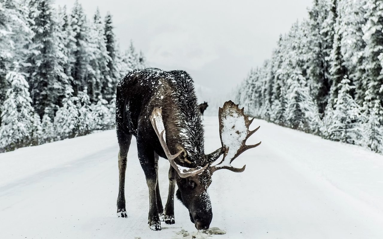 A Local's Guide to Wildlife Viewing in Estes Park
