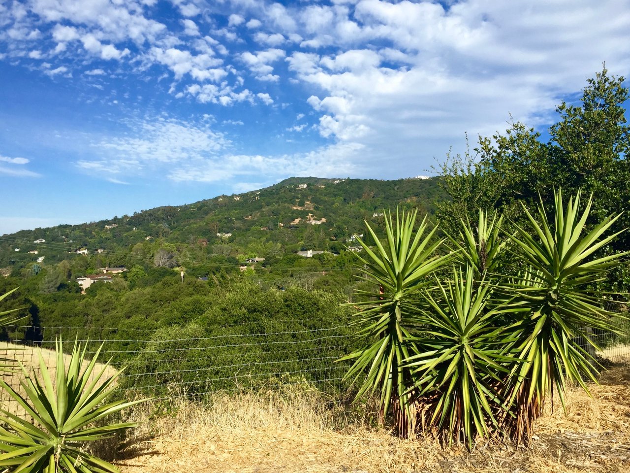 Los Gatos