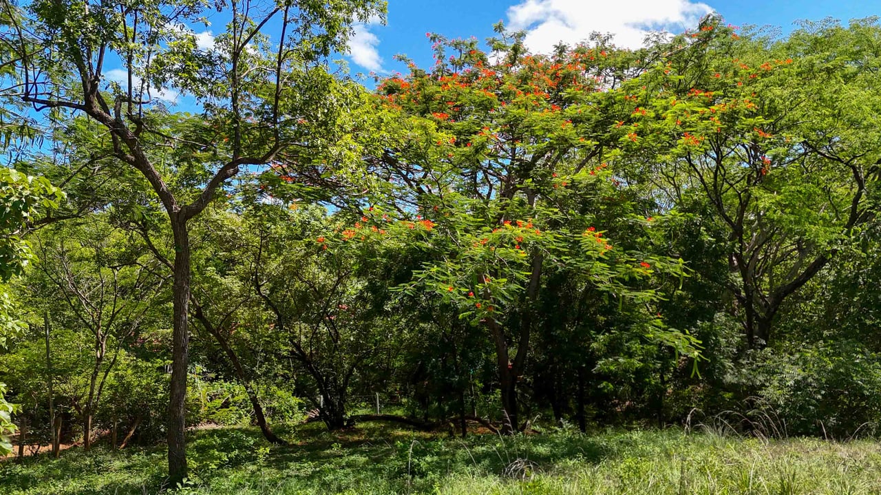 Acreage Estate Lot | 7,128 m² Buildable Property Near Playa Avellanas