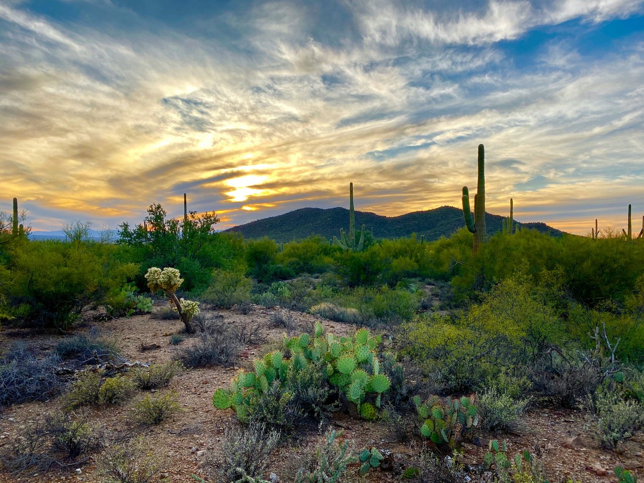 Sonoran Desert at sunset with saguaro cacti, prickly pear, and distant hills.