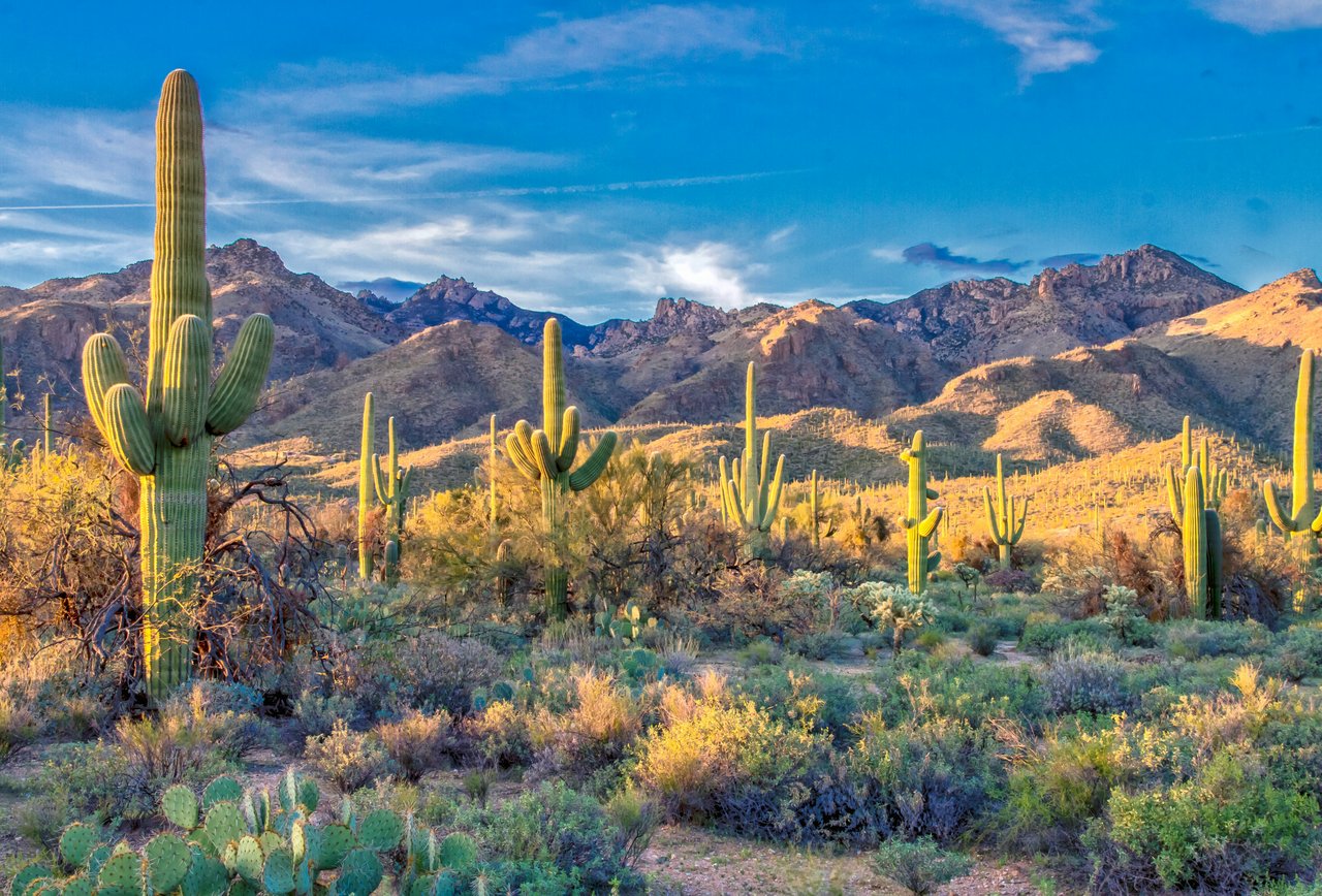 Saguaros and prickly pear fill a Sonoran Desert valley beneath rugged mountains.