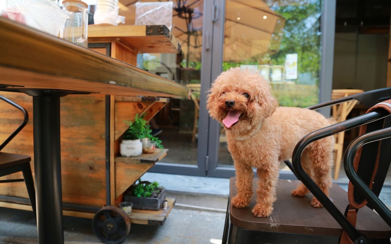 Pet-Friendly Restaurants in Columbus, GA cover