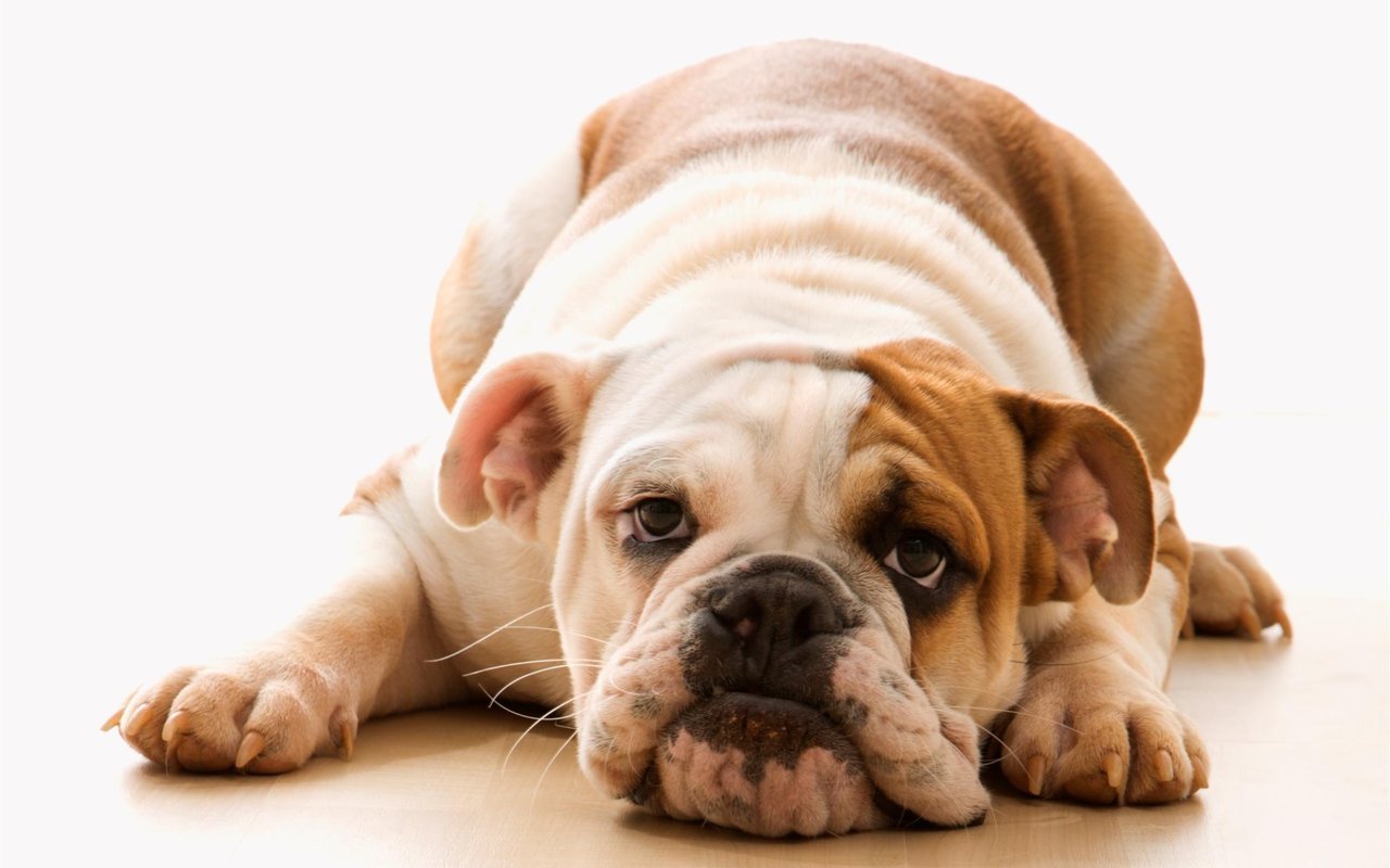 Pet-Friendly Home Design Tips
