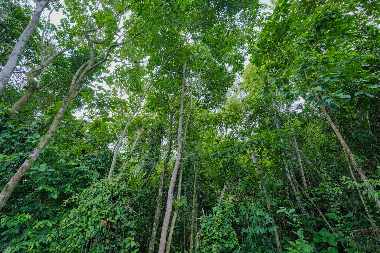 Build-Ready Lot for Sale in Ojochal – Palmera del Trópico Phase 9 | Gated Community, Nature & Beaches Nearby