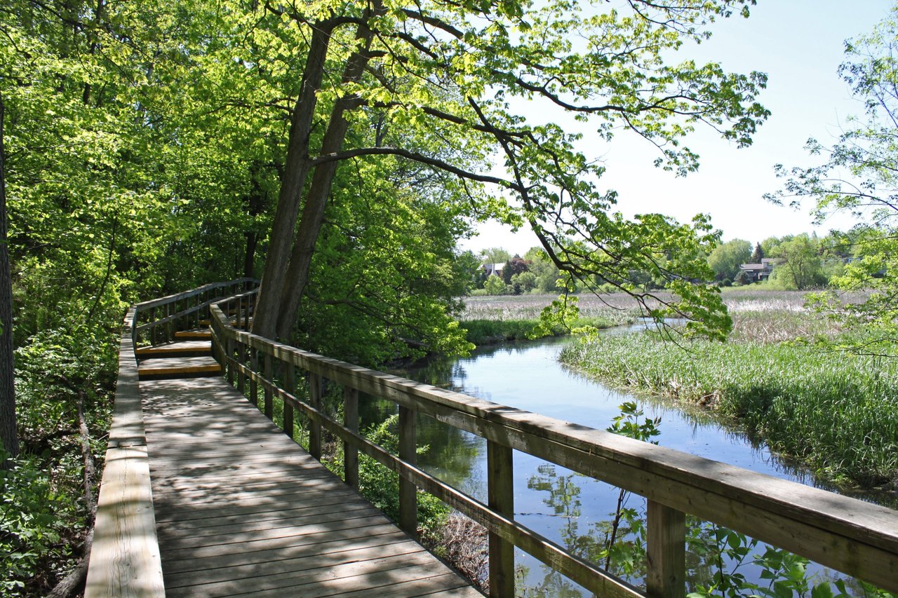 A wooden boardwalk curves through leafy trees beside a sunlit marsh and reeds.
