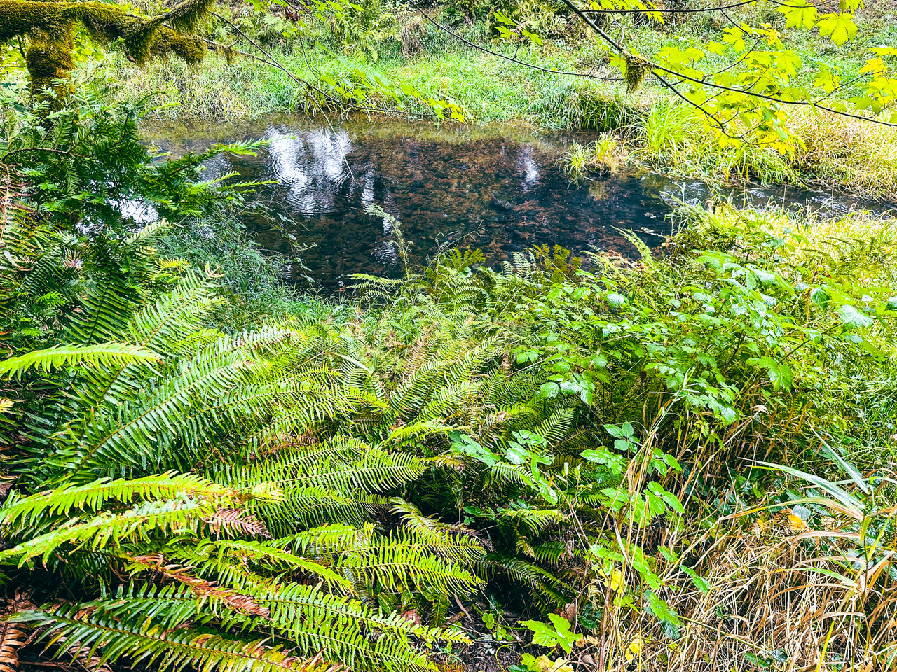 Little Forest