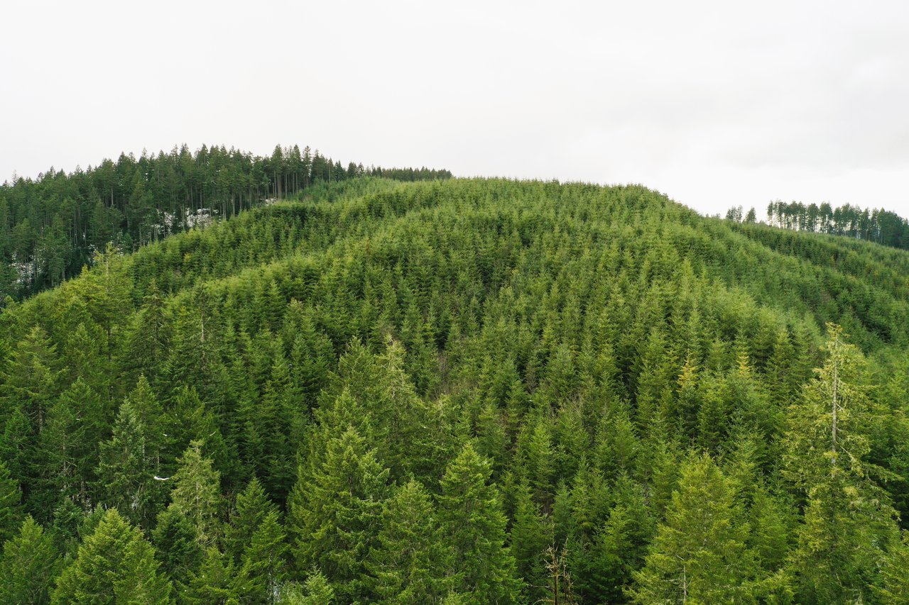ARC Woods