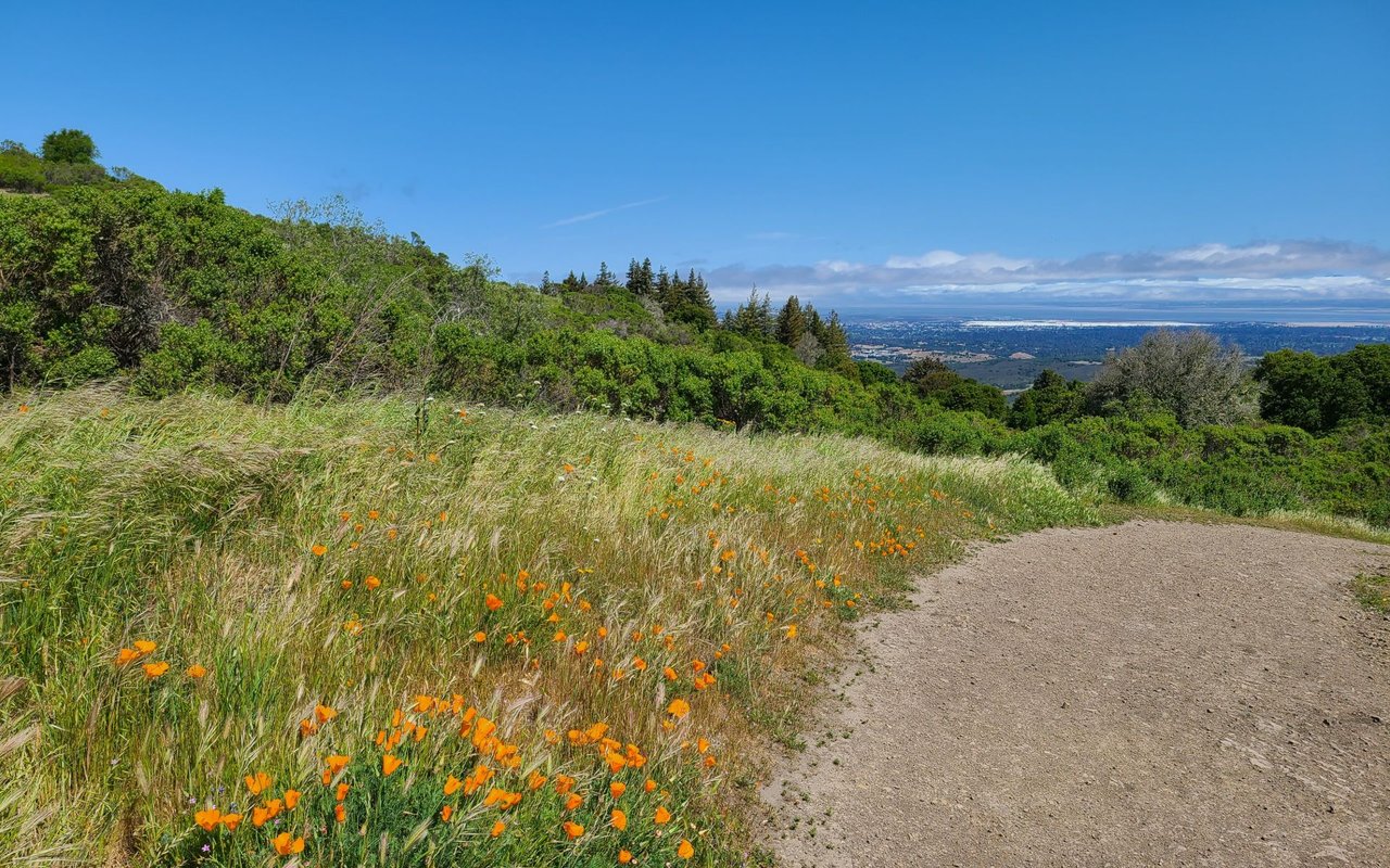 Portola Valley