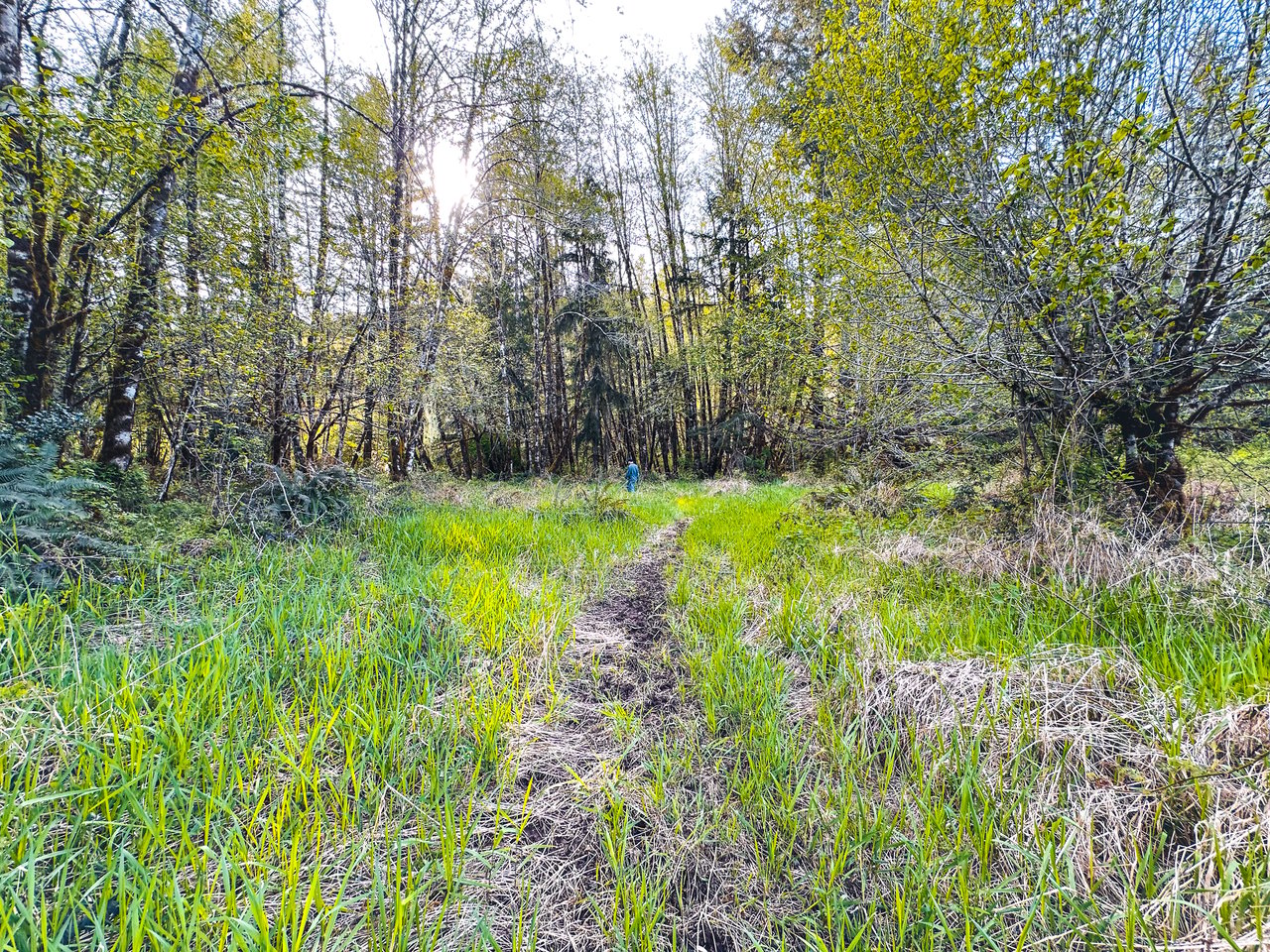 Nelson Mountain Meadows