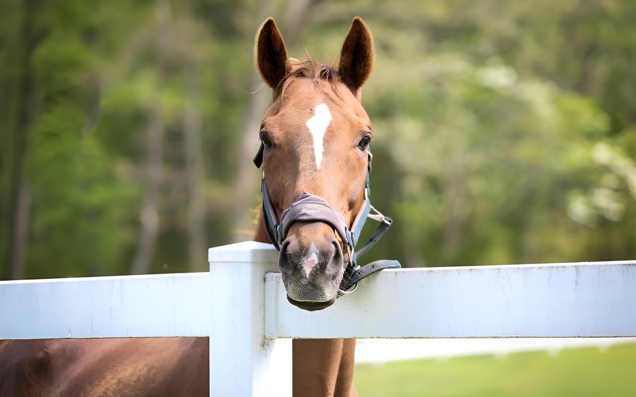 Amazing Colts Neck NJ Horse Farm: Great Real Estate Value!