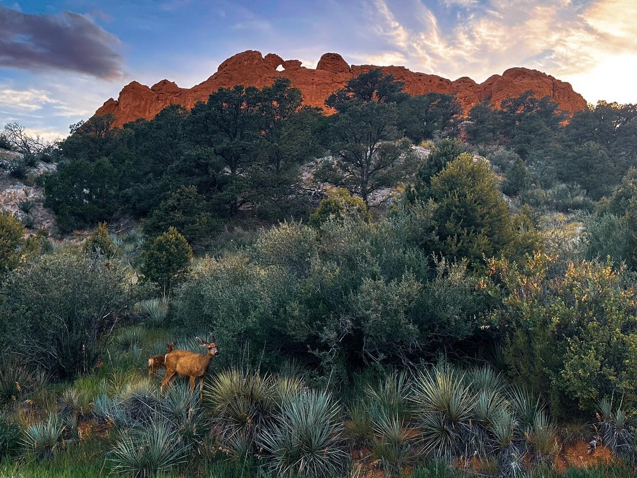 Garden of the Gods: Where Colorado Springs Comes Alive