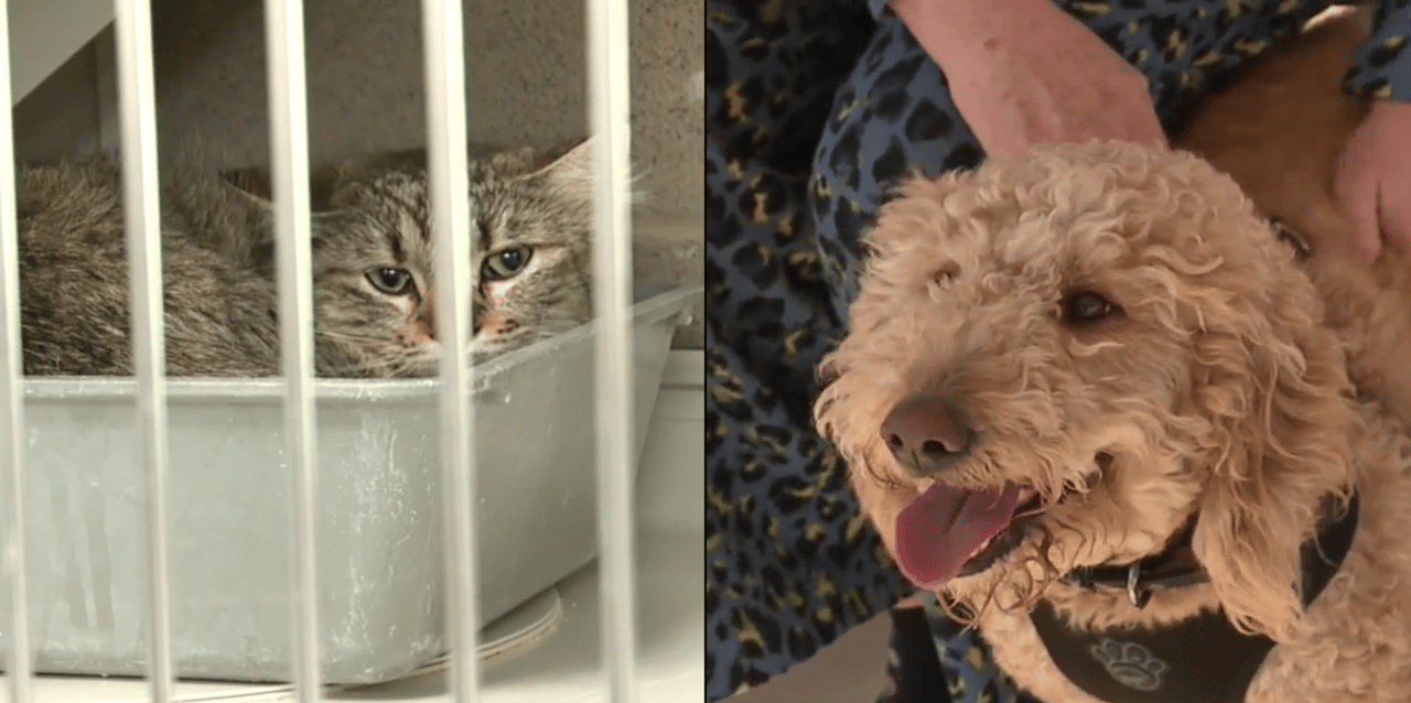 Clark County animal ordinances are changing. Here's what you need to know