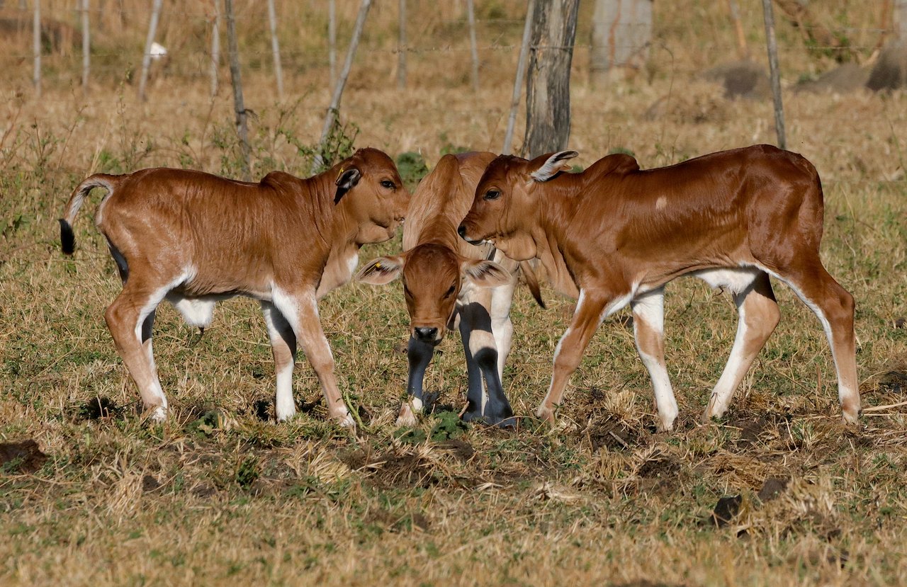 Lazy A Ranch - Zambia