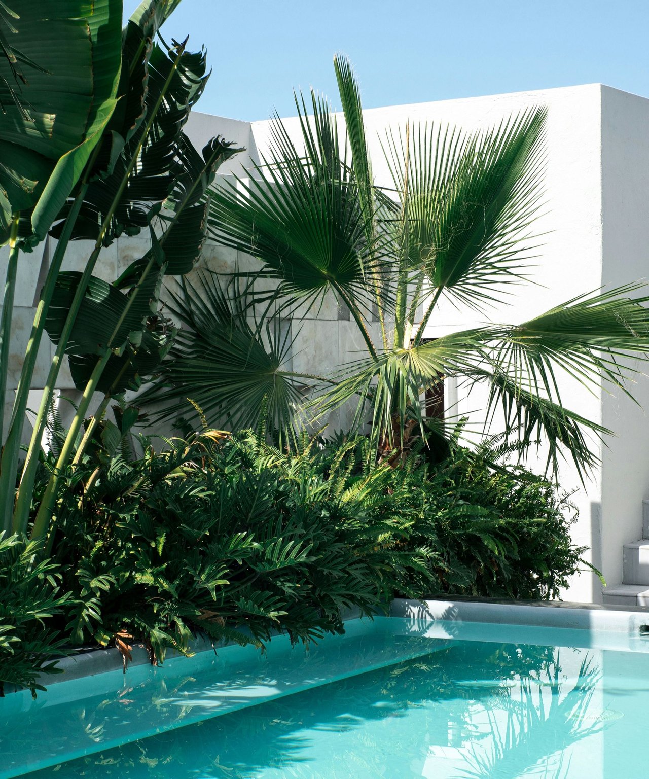 Turquoise pool beside a modern white wall, surrounded by dense tropical palms and greenery.