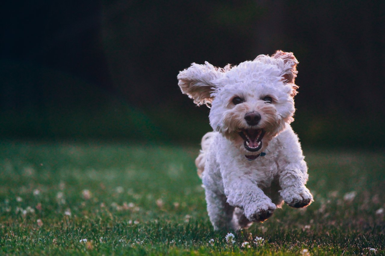 The Best Dog Park in Stamford!