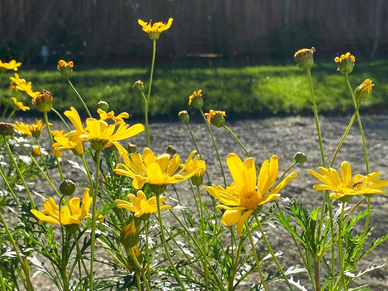 20 Suffield Avenue, San Anselmo