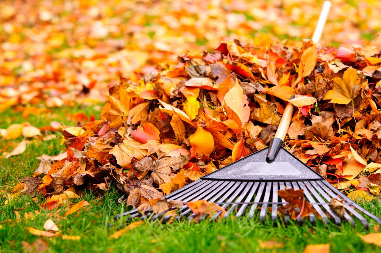 Leaf rake resting among colorful fallen leaves on a green lawn.