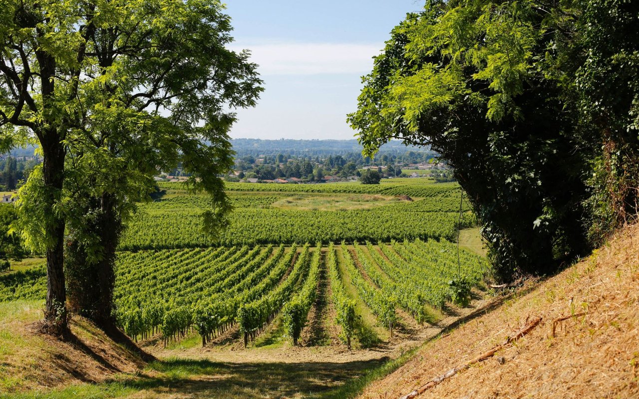 Napa
