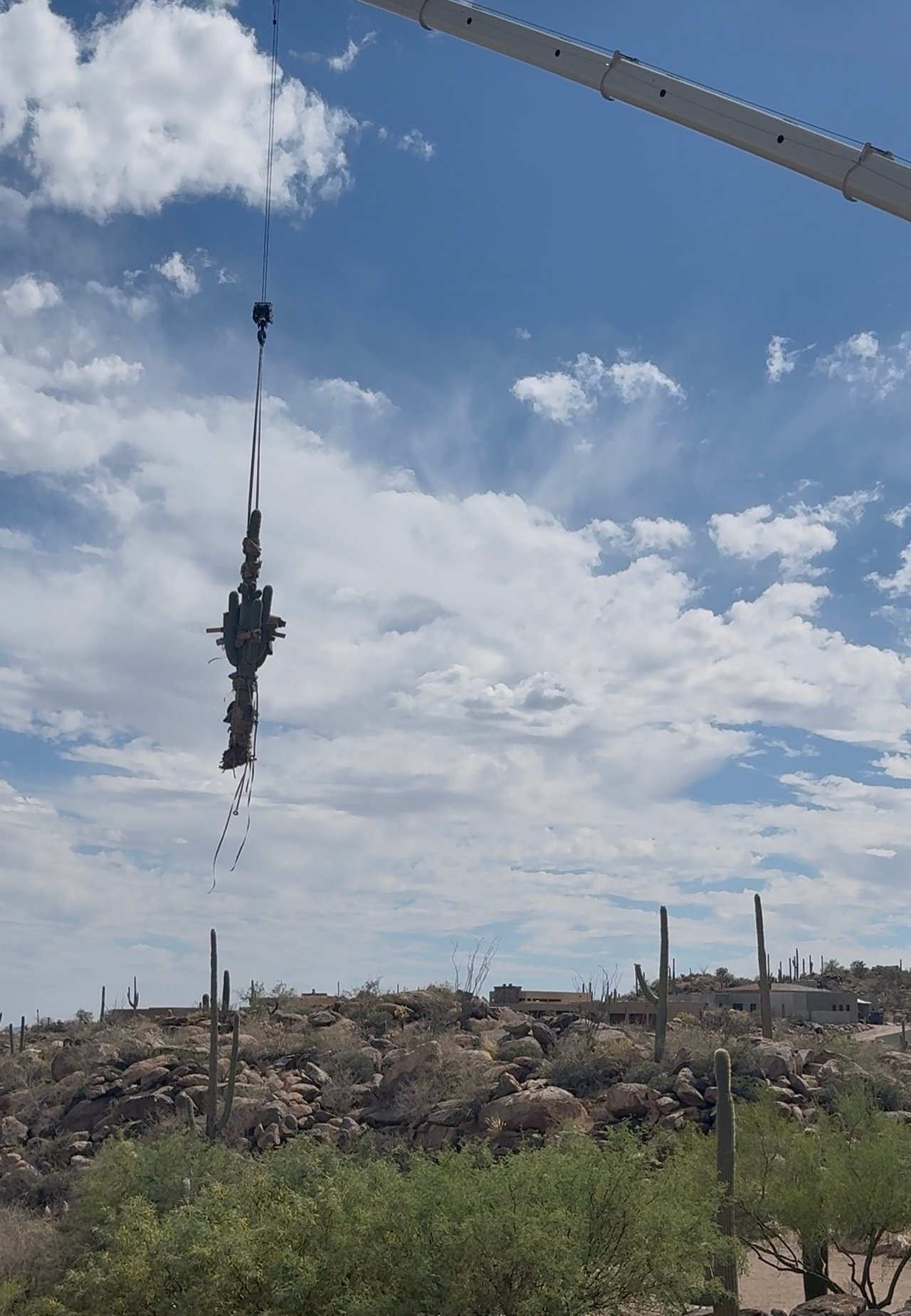 Three Century-Old Saguaros Make a Grand Entrance at Saguaro Ranch