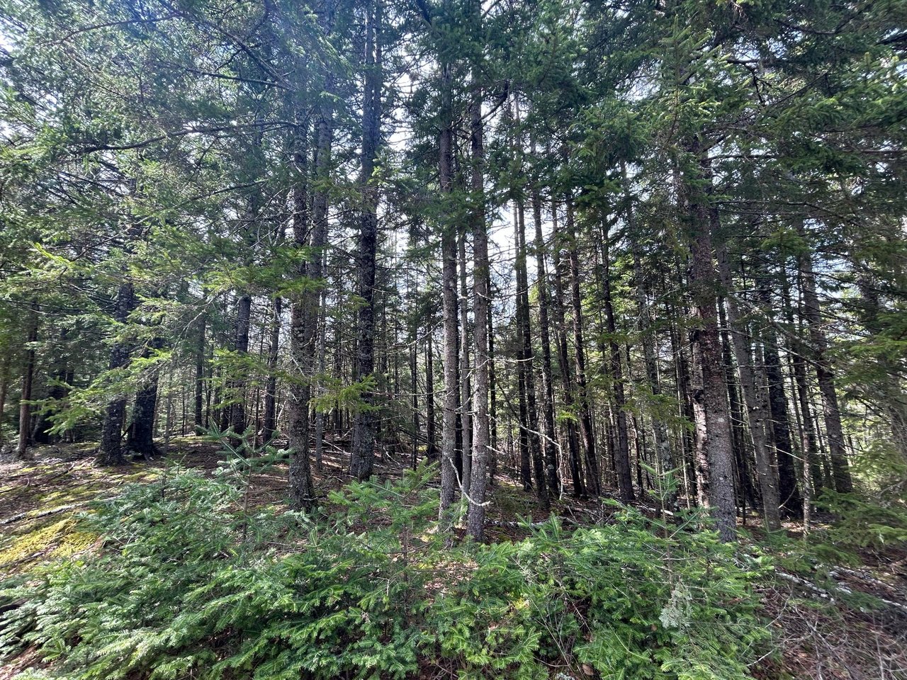 Lot 4 Julian Road Lubec, ME 04631