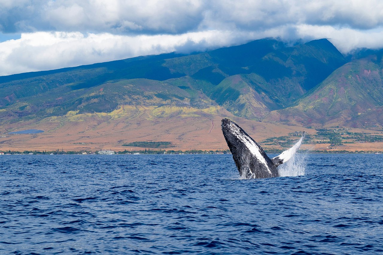 Maui