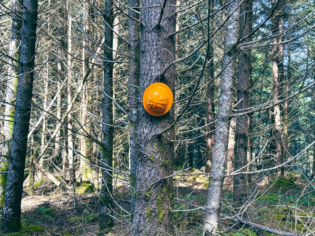 Marion Woods - Auction