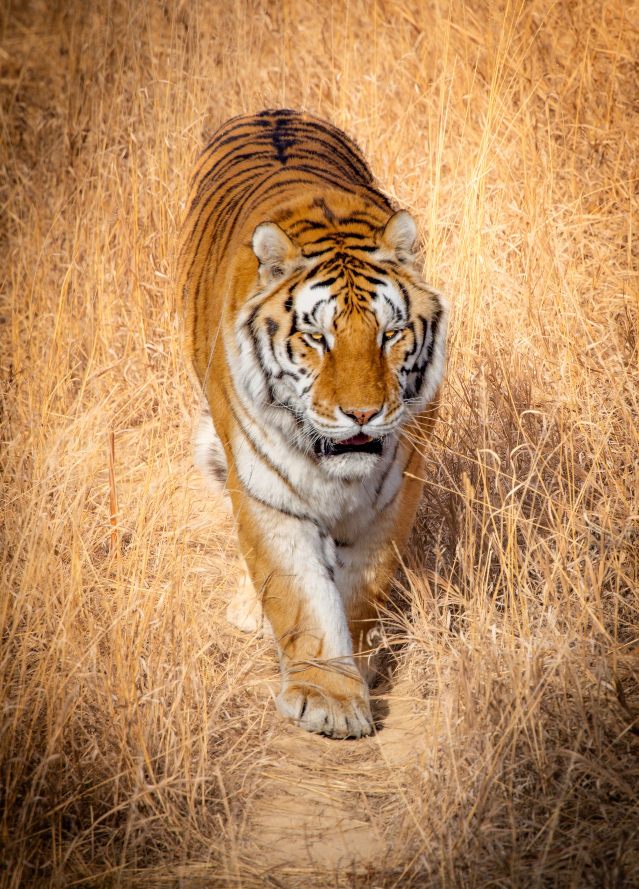 Into the Wild: Monica Breckenridge’s Unforgettable Journey at The Wild Animal Sanctuary Subtitle