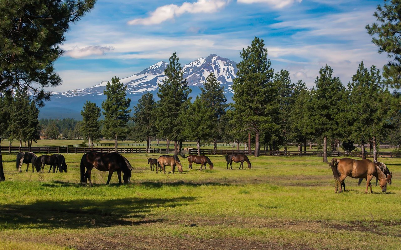 Circle C Acres