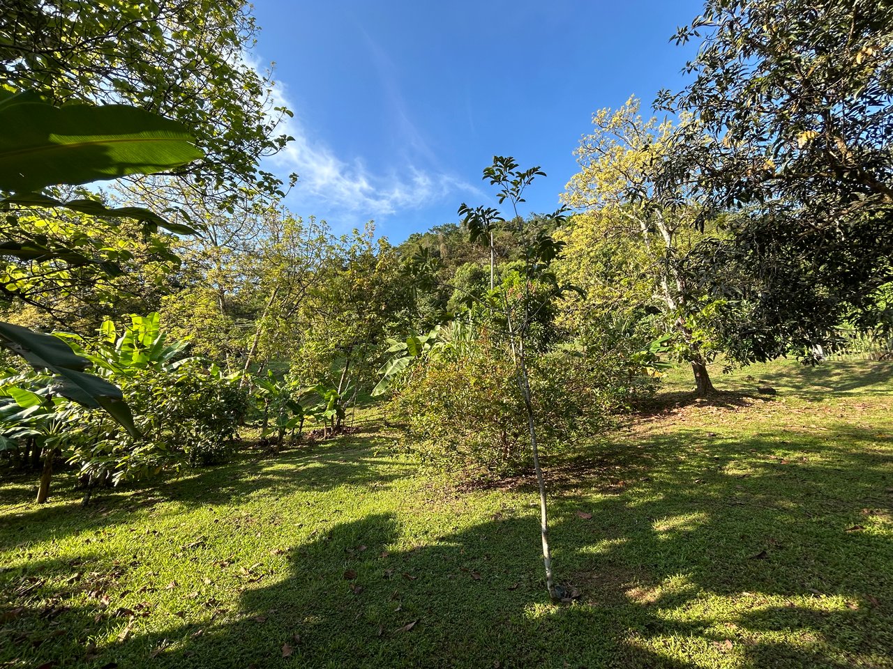 Commercial & Residential Property in Punta Mala with Producing Fruit Trees
