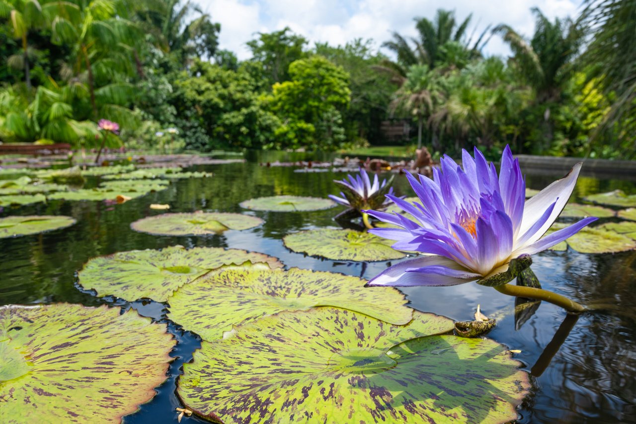 Visit The Naples Botanical Garden This Summer