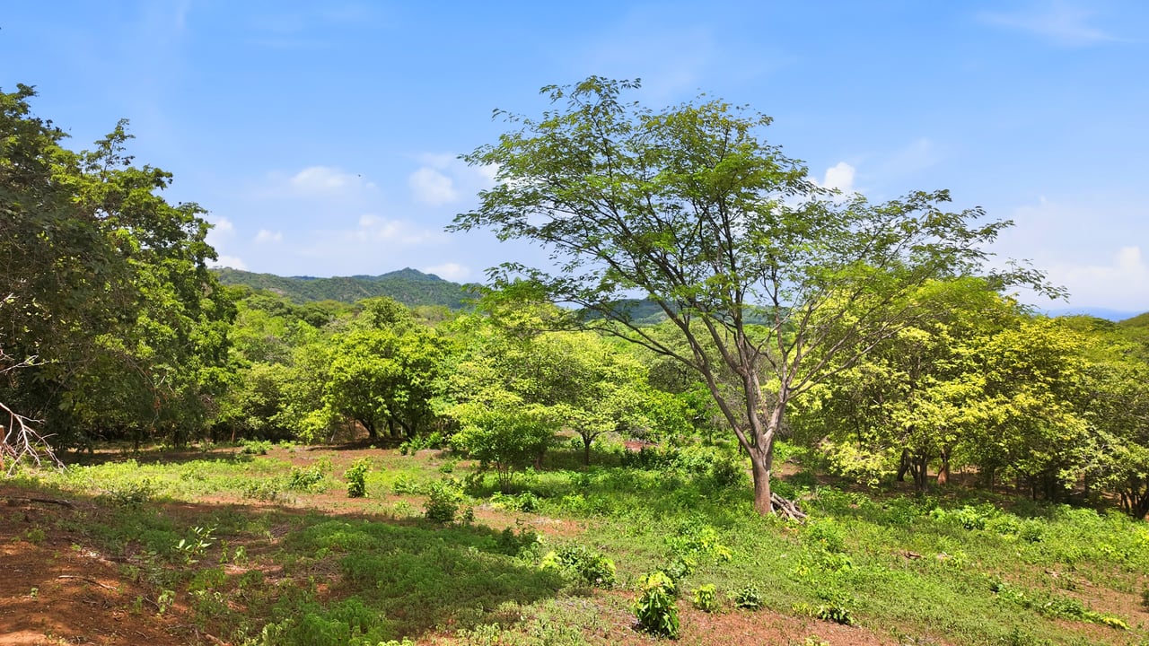 3.4 Acres of Quiet Country Living | 12 minutes from the Beach - Tempate 