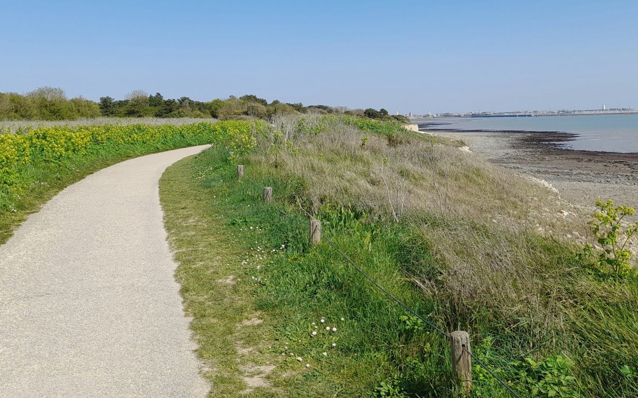 Gravel waterfront path curves past yellow wildflowers beside calm water.
