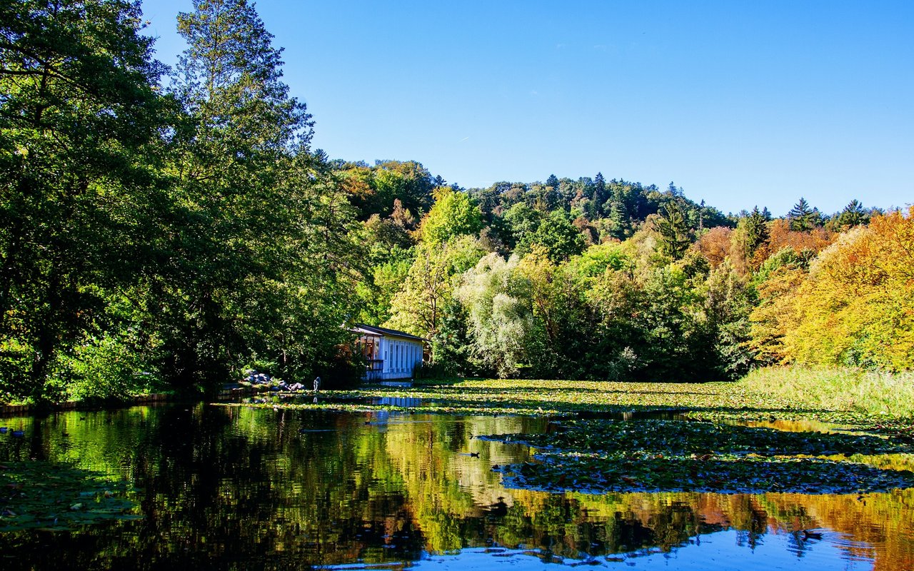 Wooded pond with lily pads and a small blue building amid autumn foliage.