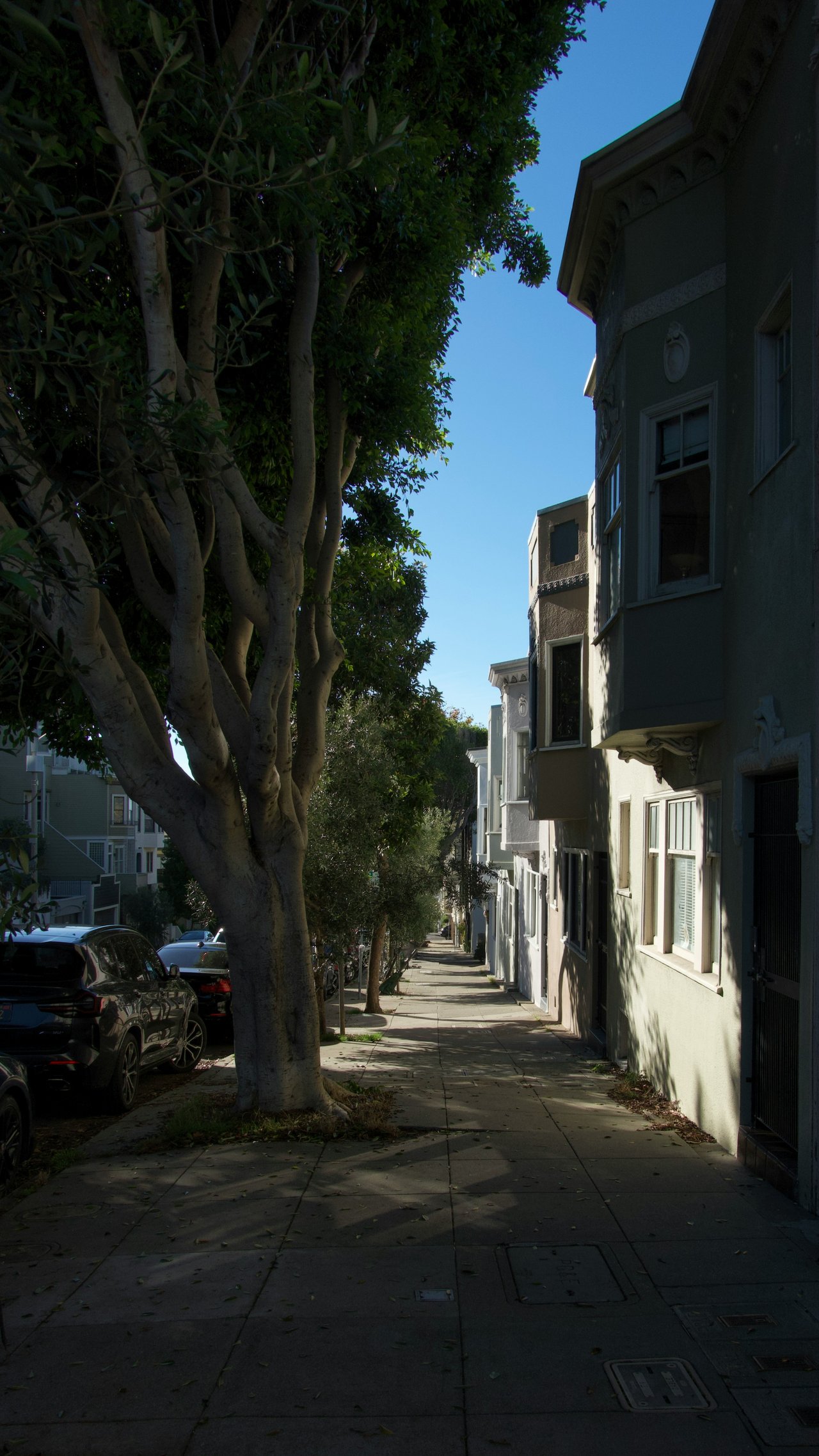 Sunlit sidewalk shaded by mature trees along a row of San Francisco homes