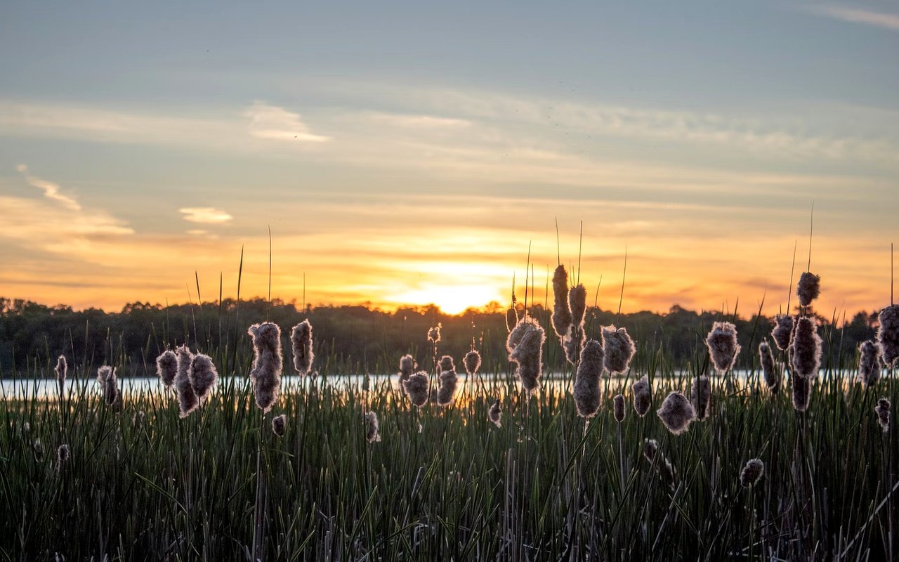 Love Where You Live: What Makes Forest Lake, MN So Special