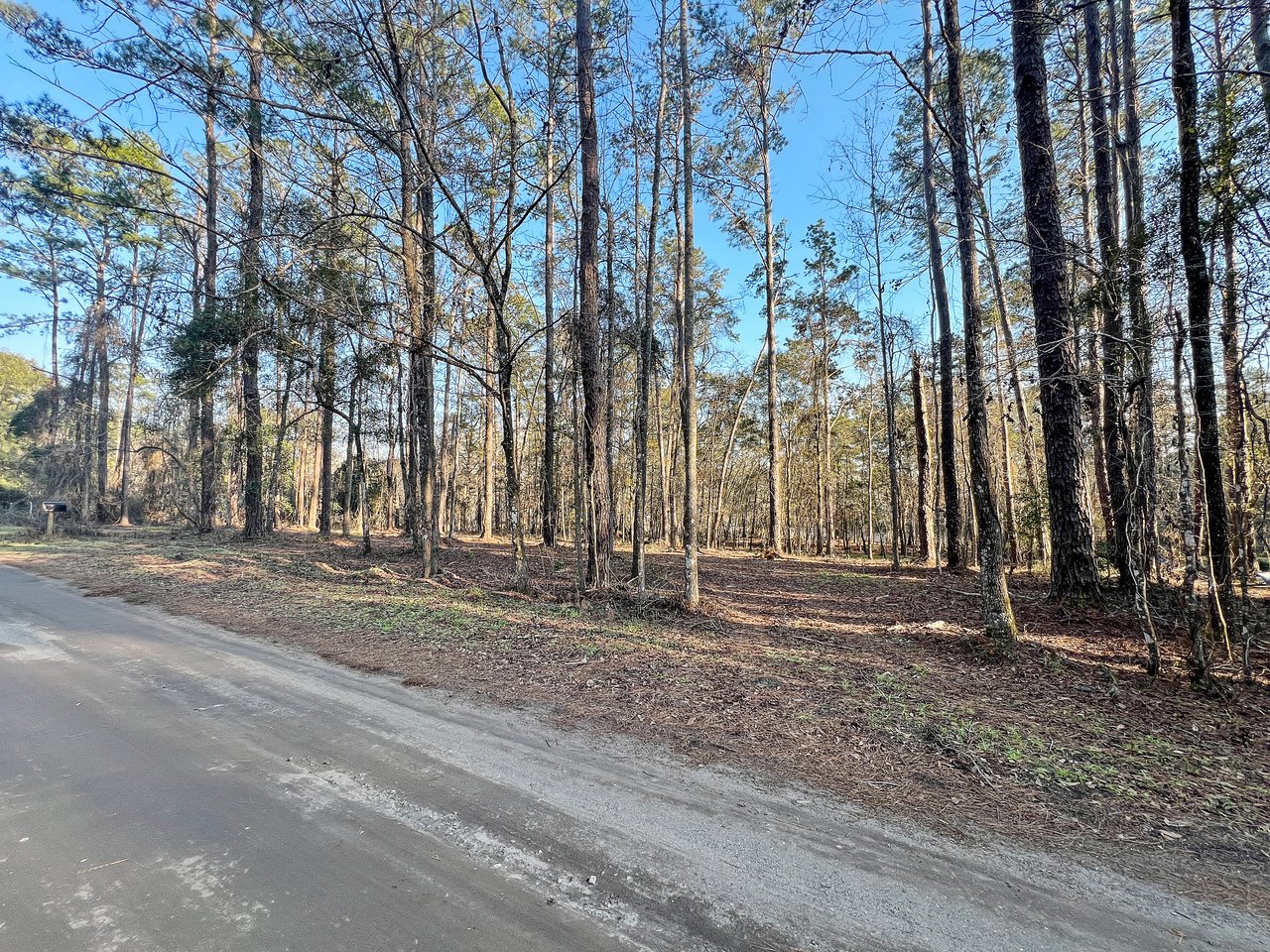 A serene forest scene with tall, leafless trees casting shadows on the ground. A quiet dirt road runs alongside, under a clear blue sky. Peaceful atmosphere.